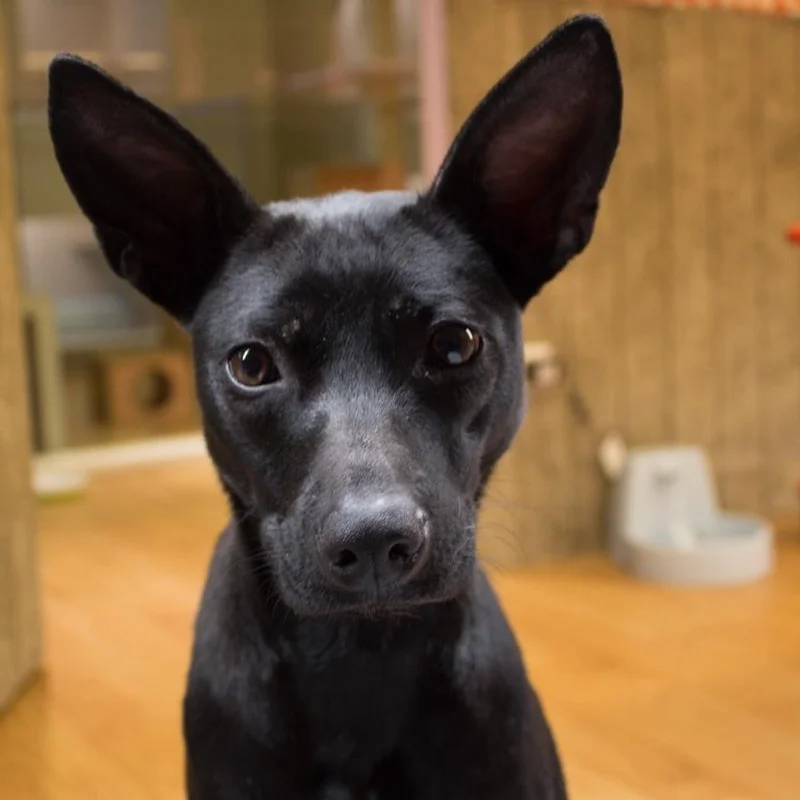 黑色米克斯犬 April